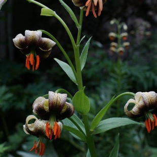 Lilium ciliatum